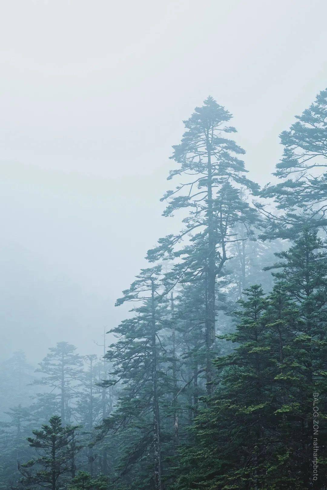 农畜山羊逃脱