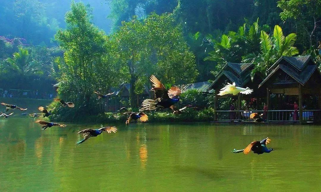 白色森林逃脱
